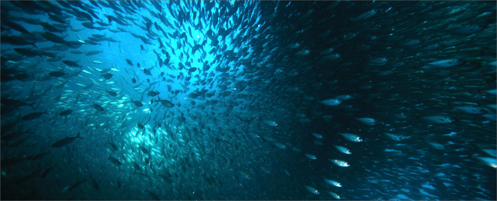 school of fish underwater