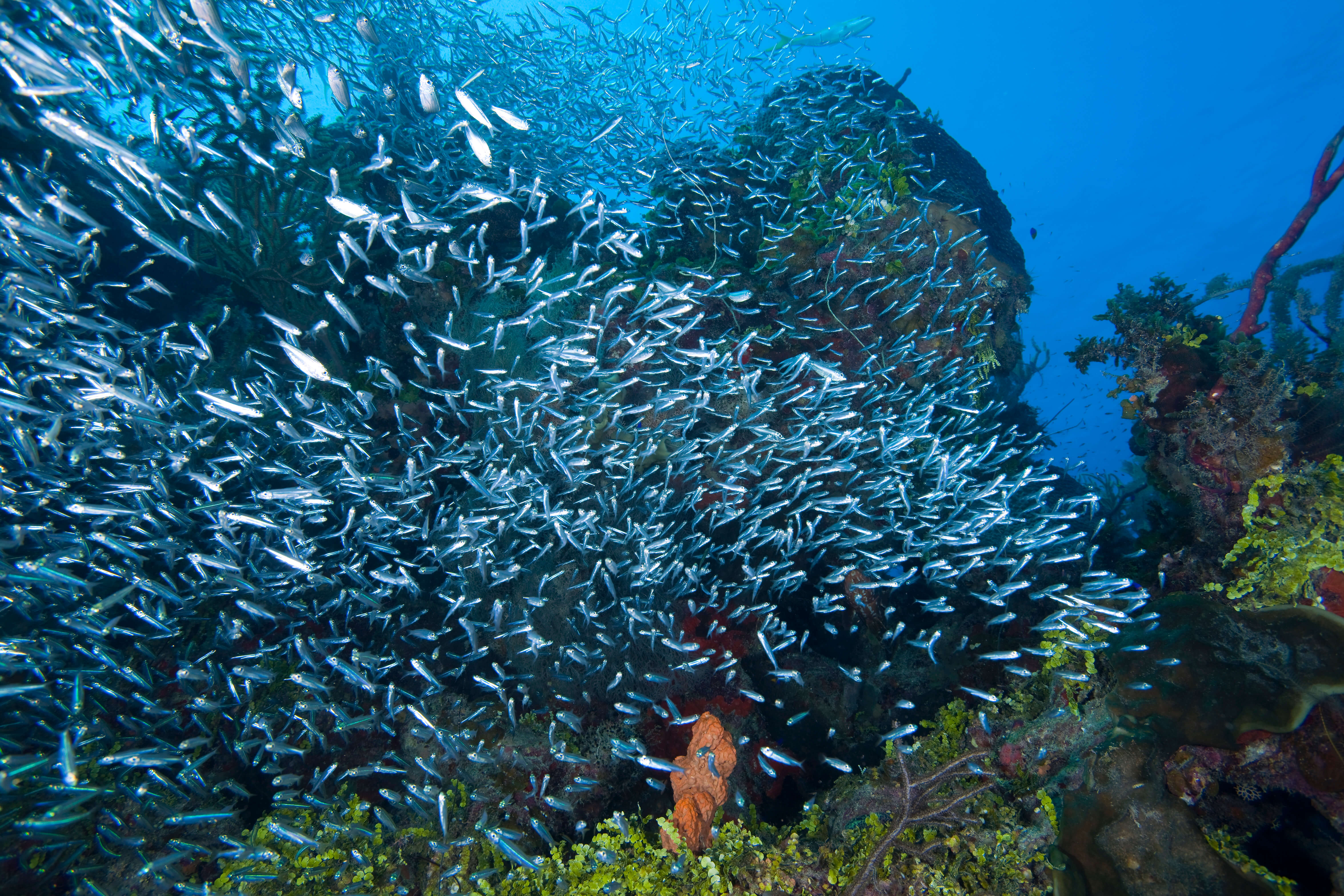 school of fish underwater