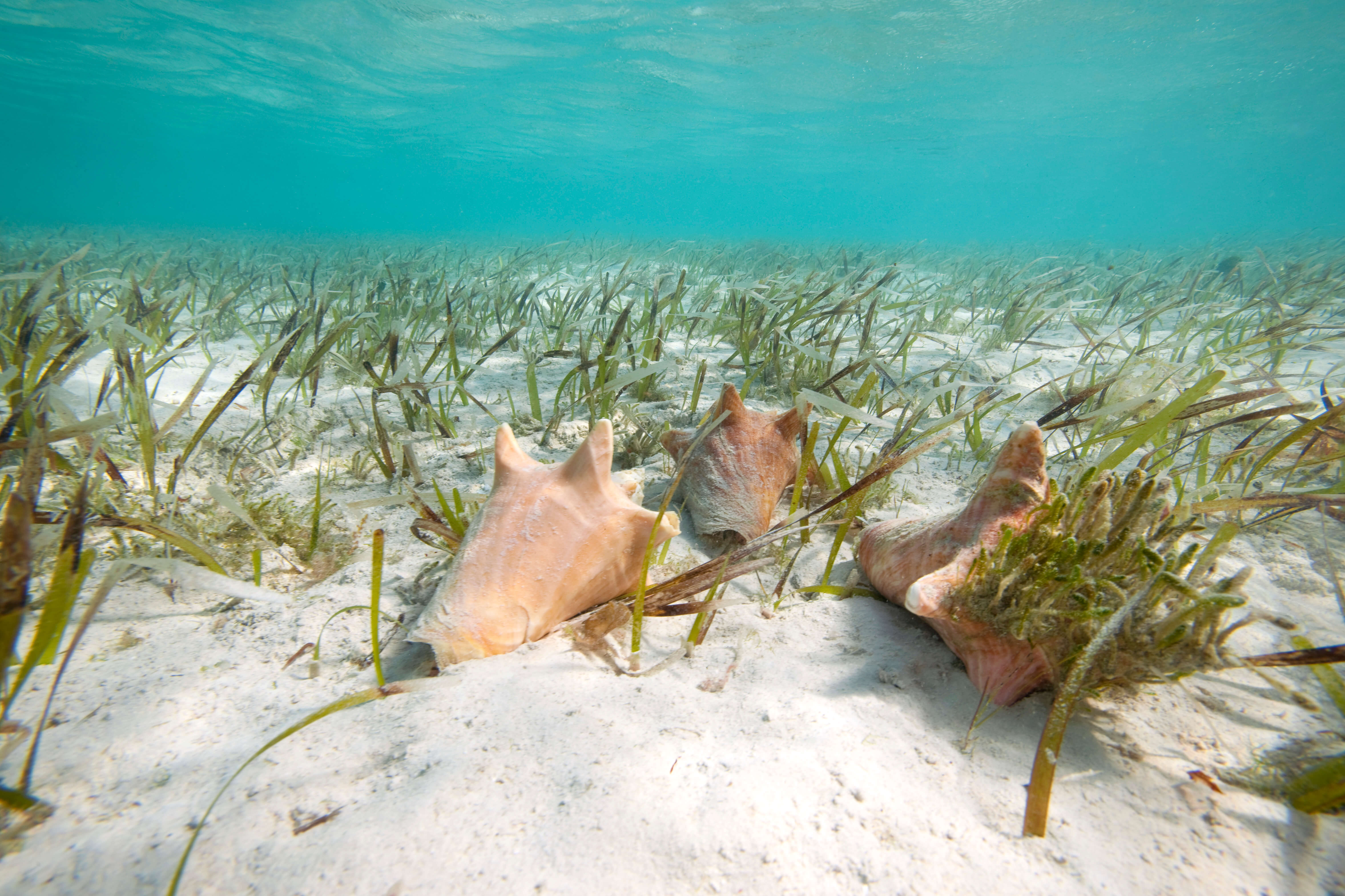 bahamas conch underwater