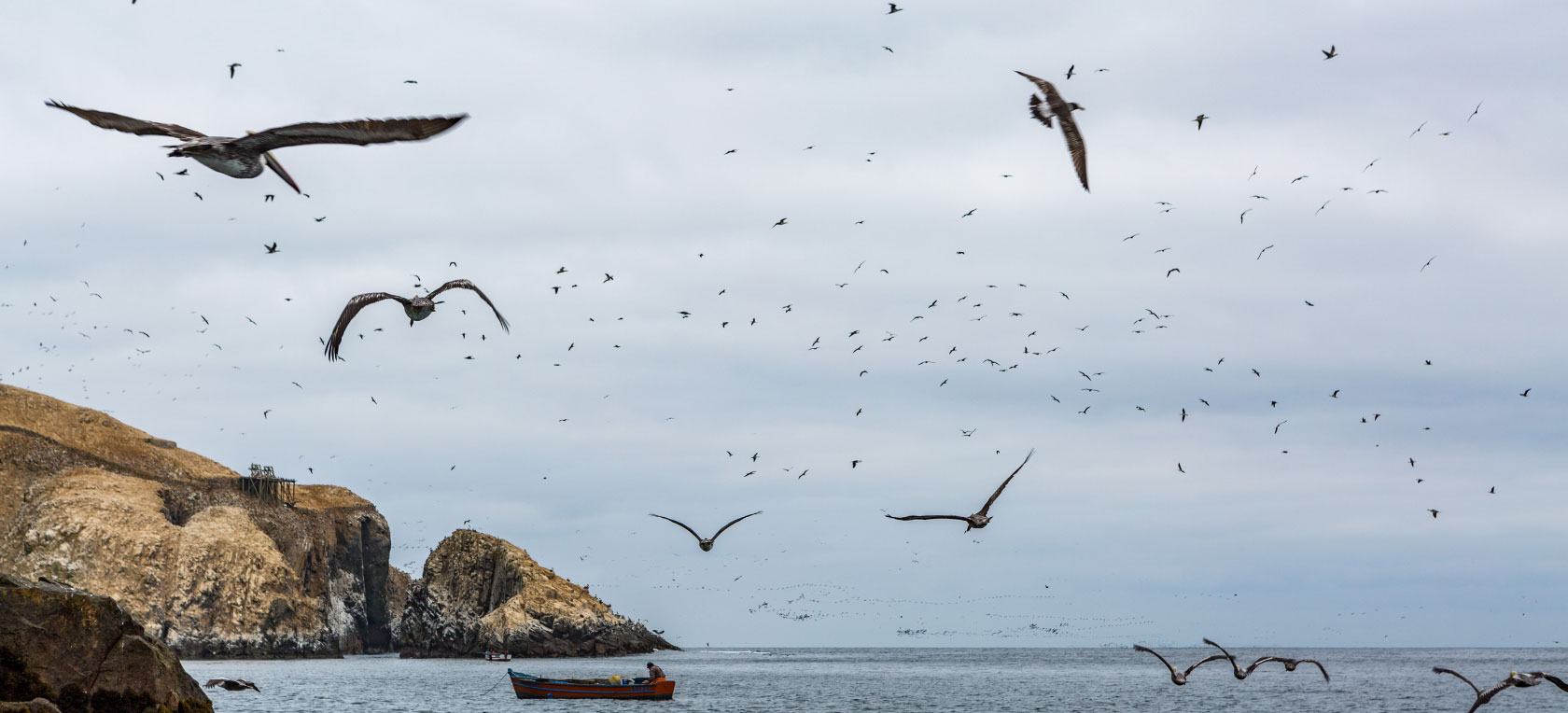 pajaros bolando en el oceano