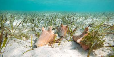 bahamas conch underwater