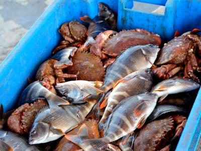 bin of fish and crabs